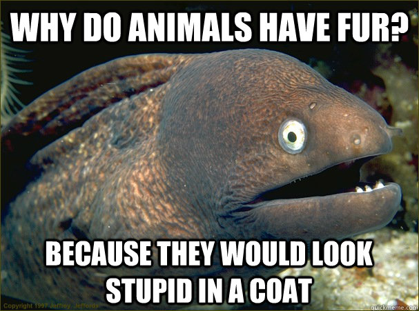 Why do animals have fur? Because they would look stupid in a coat  Bad Joke Eel