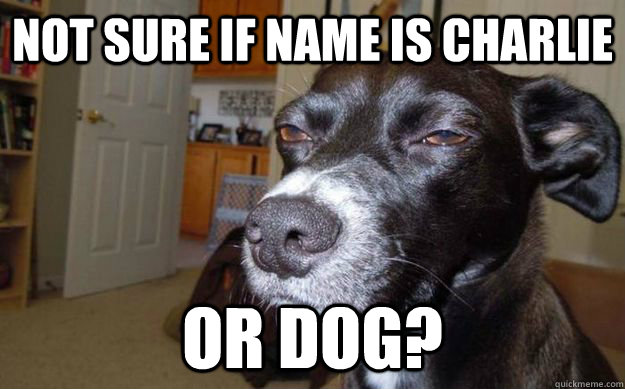 Not sure if name is charlie  or dog?  Skeptical Mutt