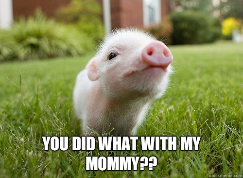  You did what with my mommy??  baby pig