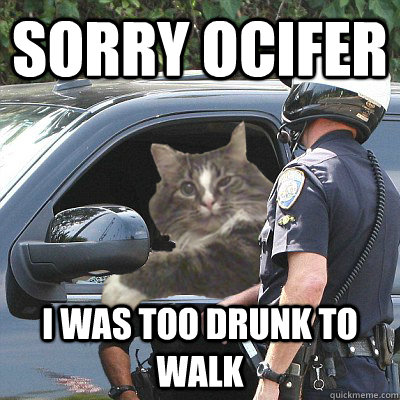 Sorry ocifer I was too drunk to walk - Sorry ocifer I was too drunk to walk  Cat Pulled Over