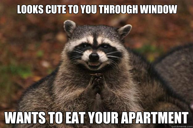 Looks cute to you through window Wants to eat your apartment  - Looks cute to you through window Wants to eat your apartment   Evil Plotting Raccoon