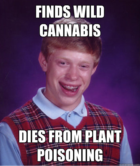 Finds wild cannabis Dies from plant poisoning - Finds wild cannabis Dies from plant poisoning  Bad Luck Brian