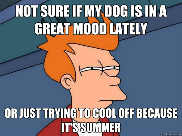 not sure if my dog is in a great mood lately or just trying to cool off because it's summer  Futurama Fry