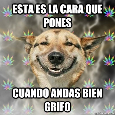 Esta es la cara que pones cuando andas bien grifo  Stoner Dog