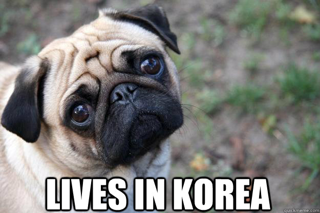  lives in korea -  lives in korea  First World Dog problems