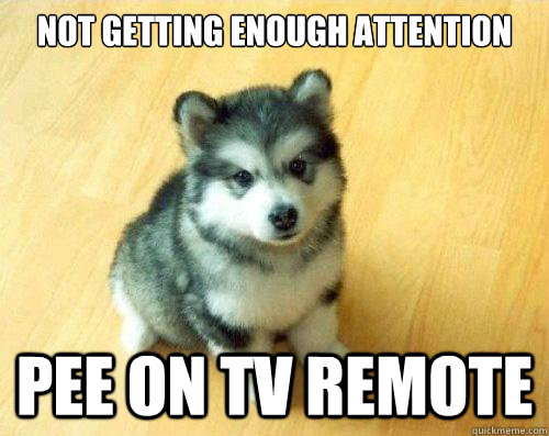 not getting enough attention pee on tv remote  Baby Courage Wolf