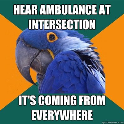 Hear ambulance at intersection IT'S COMING FROM EVERYWHERE  Paranoid Parrot