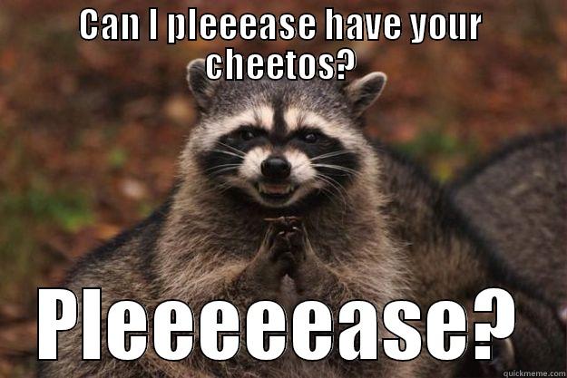 CAN I PLEEEASE HAVE YOUR CHEETOS? PLEEEEEASE? Evil Plotting Raccoon