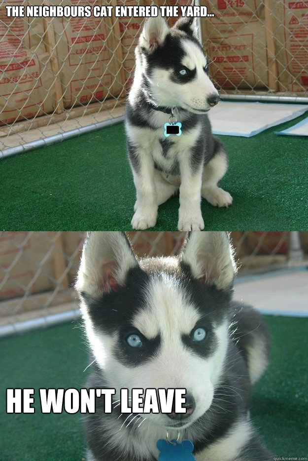 the neighbours cat entered the yard... he won't leave  Insanity puppy