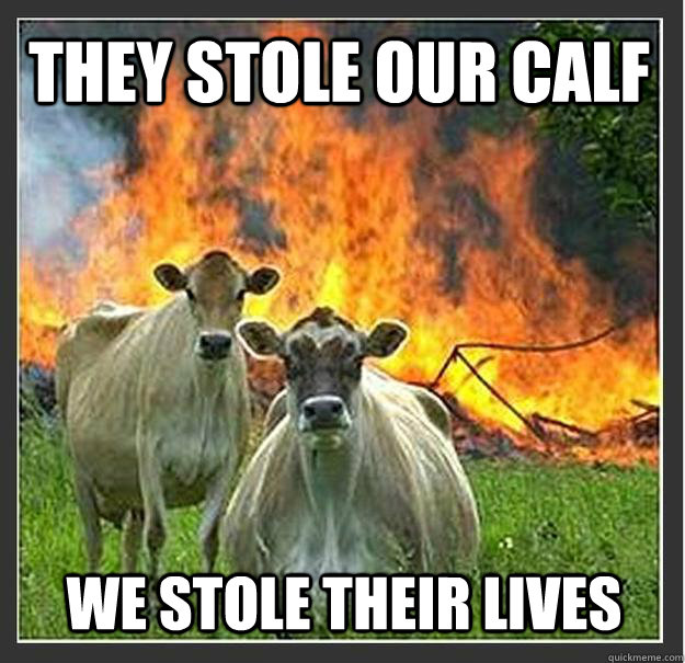 They stole our calf We stole their lives  Evil cows