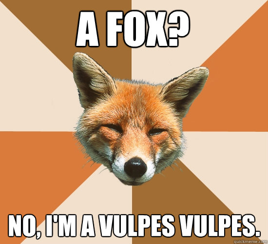 A fox? No, I'm a Vulpes Vulpes.  Condescending Fox