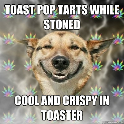 Toast Pop Tarts While Stoned Cool and Crispy in Toaster  Stoner Dog