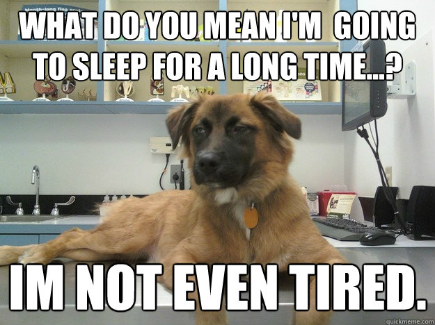 What do you mean i'm  going to sleep for a long time...? im not even tired. - What do you mean i'm  going to sleep for a long time...? im not even tired.  Suspicious Dog