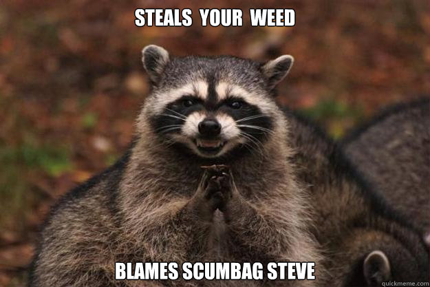 Steals  your  weed Blames Scumbag Steve - Steals  your  weed Blames Scumbag Steve  Evil Plotting Raccoon