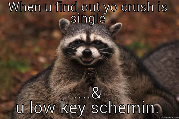  - WHEN U FIND OUT YO CRUSH IS SINGLE ....& U LOW KEY SCHEMIN. Evil Plotting Raccoon