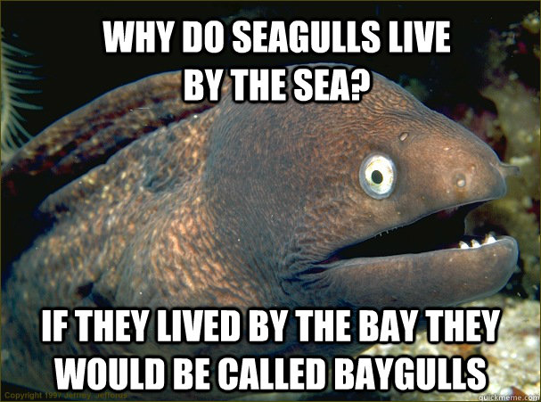 Why do seagulls live by the sea? if they lived by the bay they would be called baygulls  Bad Joke Eel