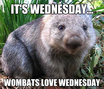 It's Wednesday... Wombats love Wednesday  Wombat Wednesday