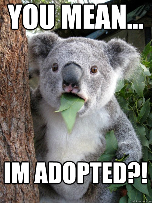 YOU MEAN... IM ADOPTED?!  koala bear