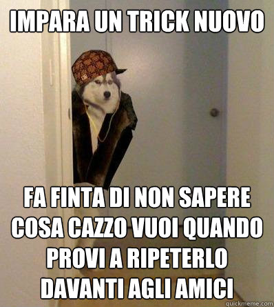 Impara un trick nuovo fa finta di non sapere cosa cazzo vuoi quando provi a ripeterlo davanti agli amici  Scumbag dog