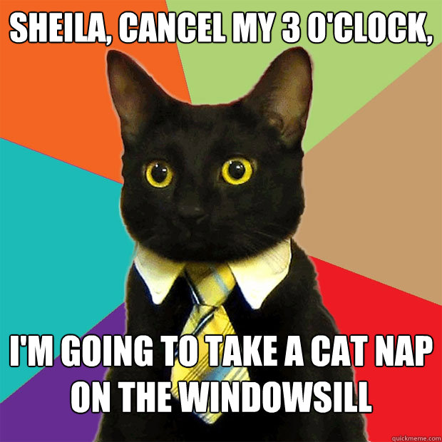 Sheila, Cancel My 3 0'clock, I'm going to take a cat nap on the windowsill  Business Cat