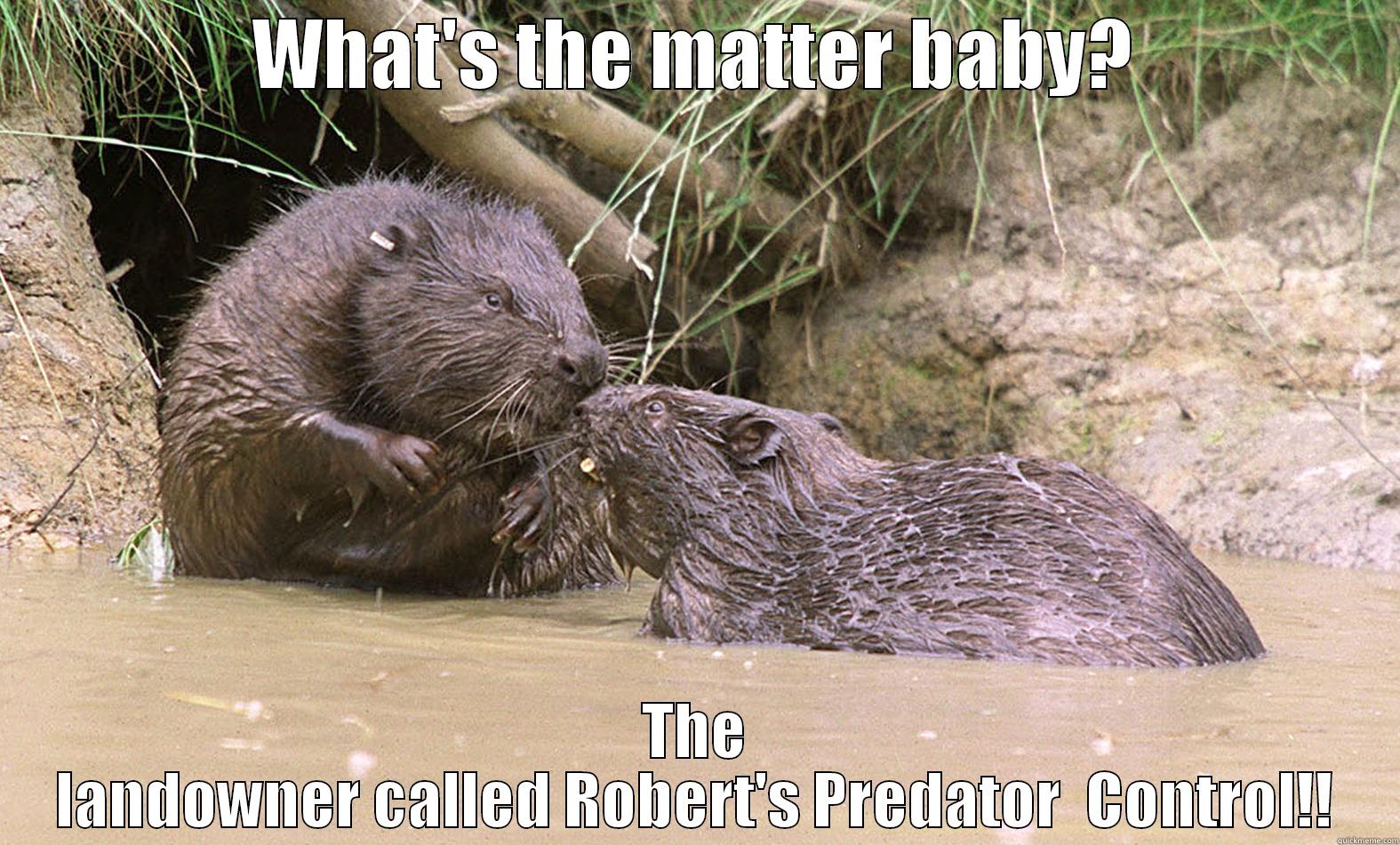 Unhappy beaver. - WHAT'S THE MATTER BABY? THE LANDOWNER CALLED ROBERT'S PREDATOR  CONTROL!! Misc