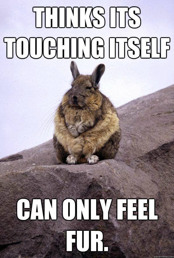 Thinks its touching itself Can only feel fur.  Wise Wondering Viscacha