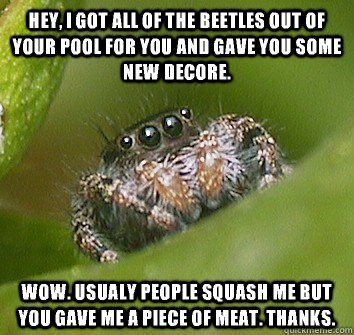 Hey, i got all of the beetles out of your pool for you and gave you some new decore. Wow. Usualy people squash me but you gave me a piece of meat. Thanks.  Misunderstood Spider