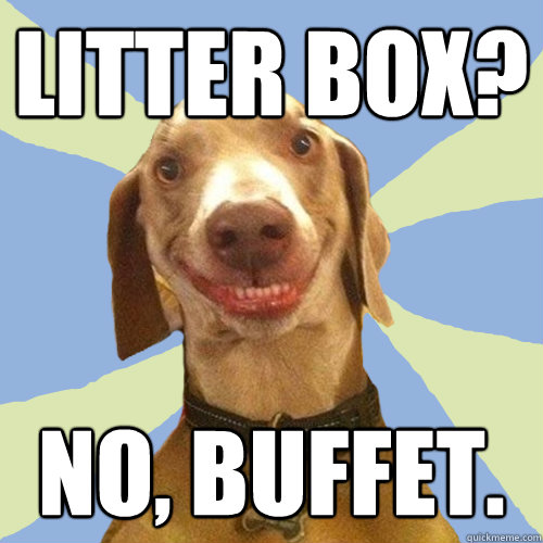 Litter box? No, buffet.  Disgusting Doggy