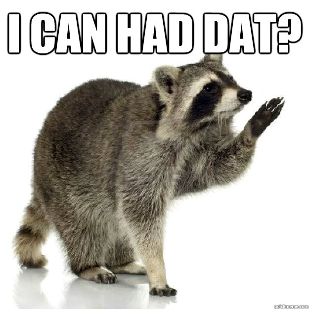 i can had dat?   Rascally raccoon