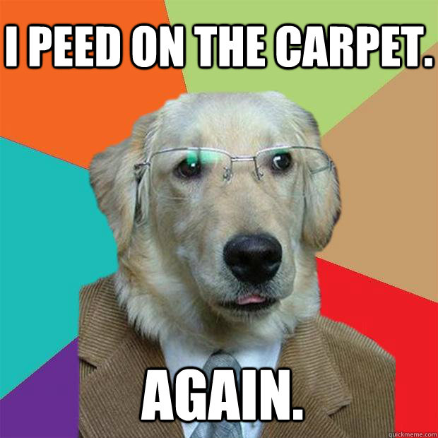 I peed on the carpet. Again.  Business Dog