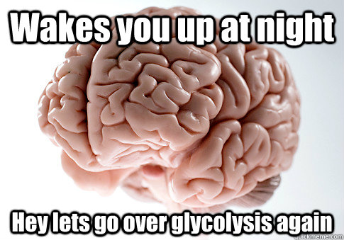 Wakes you up at night Hey lets go over glycolysis again  - Wakes you up at night Hey lets go over glycolysis again   Scumbag Brain