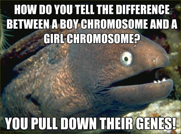 How do you tell the difference between a boy chromosome and a girl chromosome? You pull down their genes!  Bad Joke Eel