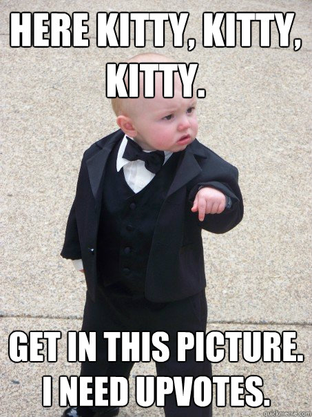 here kitty, kitty, kitty. get in this picture. i need upvotes.  Baby Godfather