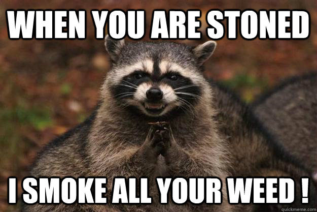 When you are stoned  I smoke all your weed ! - When you are stoned  I smoke all your weed !  Evil Plotting Raccoon