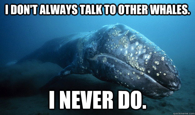 I don't always talk to other whales. I never do. - I don't always talk to other whales. I never do.  The Most Loneliest Whale In The World