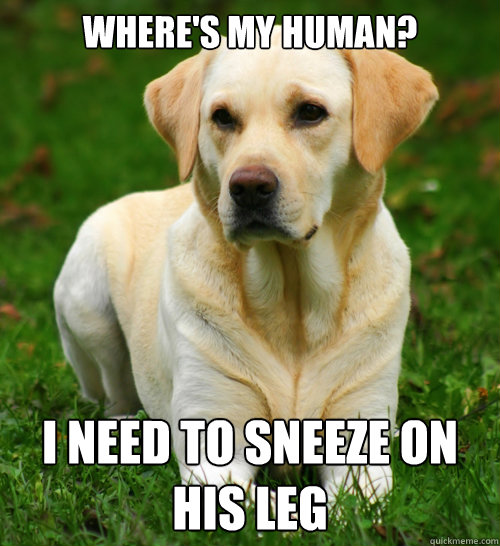 Where's my human? I need to sneeze on his leg  Dog Logic