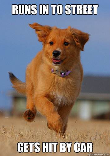 runs in to street gets hit by car  Ridiculously Photogenic Puppy