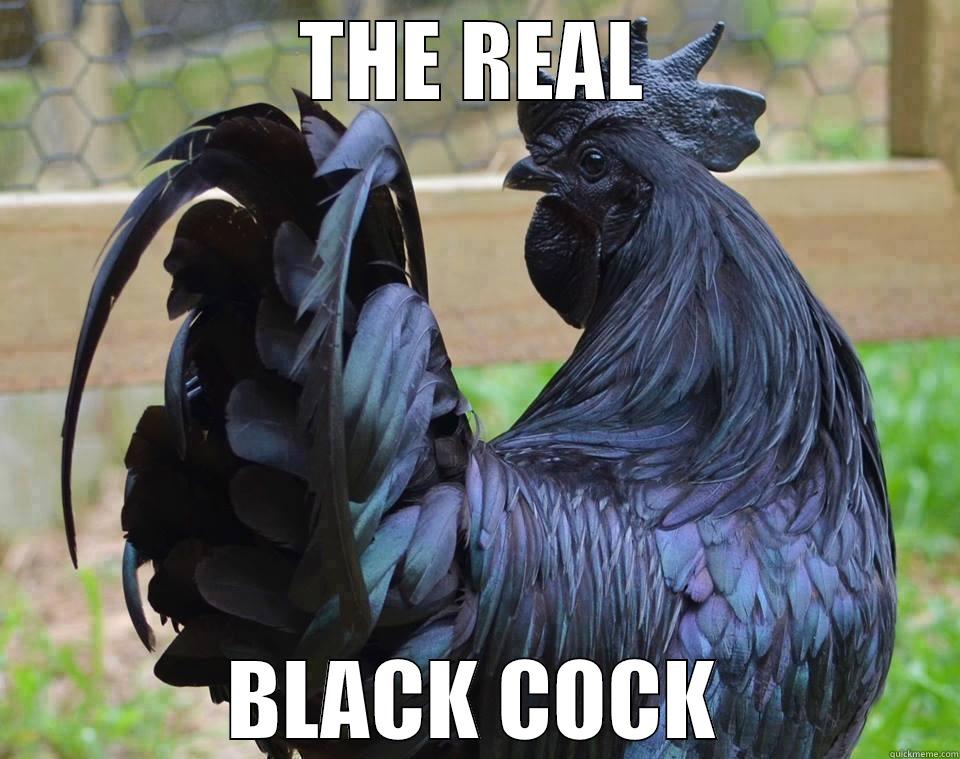 THE REAL BLACK COCK Misc