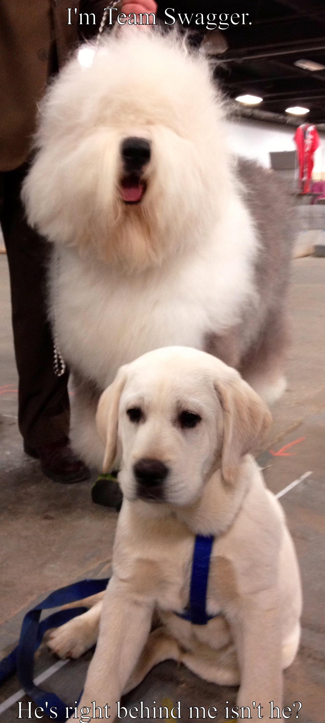 Swagger the Old English Sheepdog - I'M TEAM SWAGGER. HE'S RIGHT BEHIND ME ISN'T HE? Misc