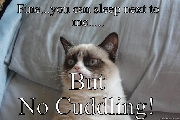 FINE...YOU CAN SLEEP NEXT TO ME..... BUT NO CUDDLING! Grumpy Cat