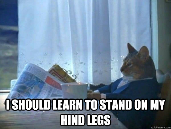 i should learn to stand on my hind legs  morning realization newspaper cat meme