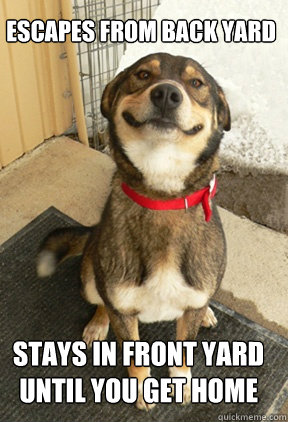 escapes from back yard stays in front yard until you get home - escapes from back yard stays in front yard until you get home  Good Dog Greg