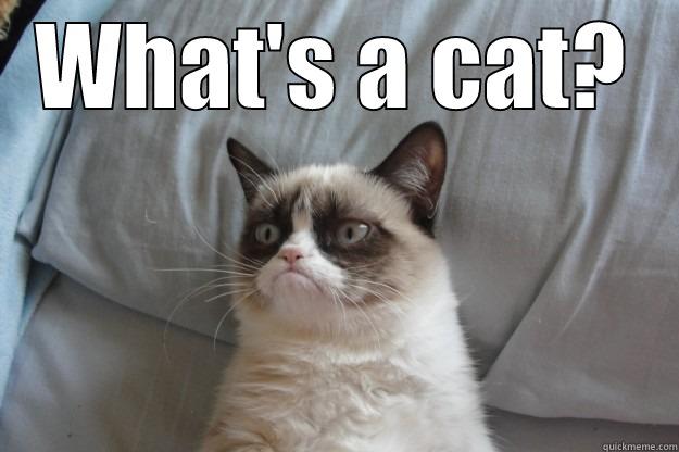 WHAT'S A CAT?  Grumpy Cat