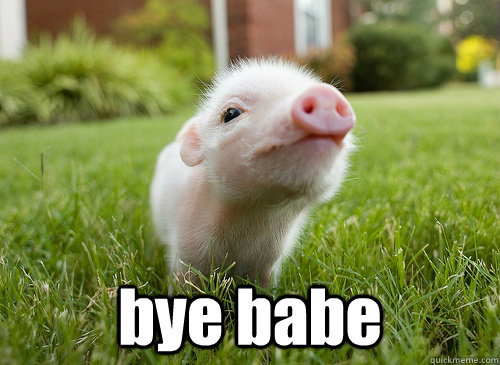  bye babe  baby pig