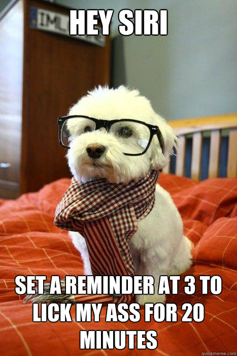 hey siri set a reminder at 3 to lick my ass for 20 minutes  Hipster Dog