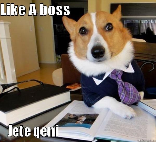 LIKE A BOSS                               JETE QENI                                      Lawyer Dog