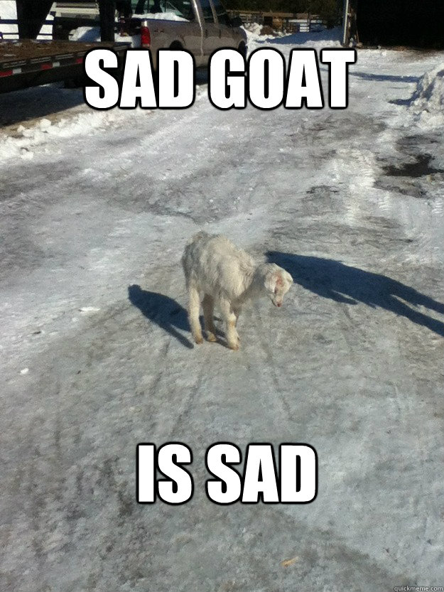 Sad Goat Is Sad  Sad Goat