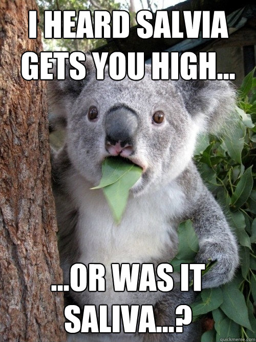 I heard salvia gets you high... ...or was it saliva...? - I heard salvia gets you high... ...or was it saliva...?  Stoned Koala