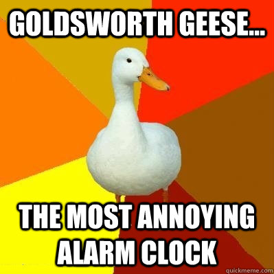 Goldsworth geese... the most annoying alarm clock  Tech Impaired Duck