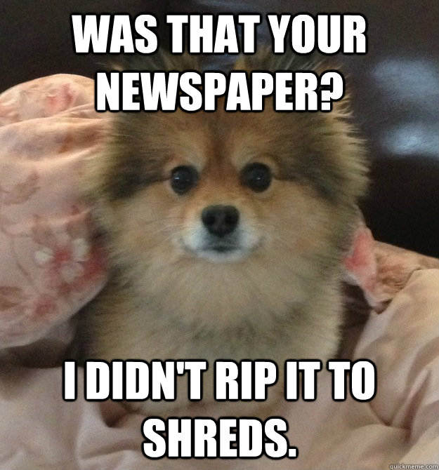 Was that your newspaper? I didn't rip it to shreds.  